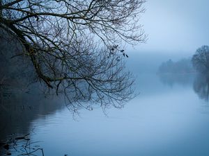 Preview wallpaper tree, river, branches, fog, landscape, nature, blue