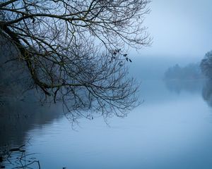 Preview wallpaper tree, river, branches, fog, landscape, nature, blue