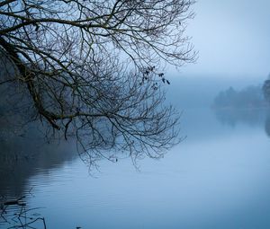 Preview wallpaper tree, river, branches, fog, landscape, nature, blue