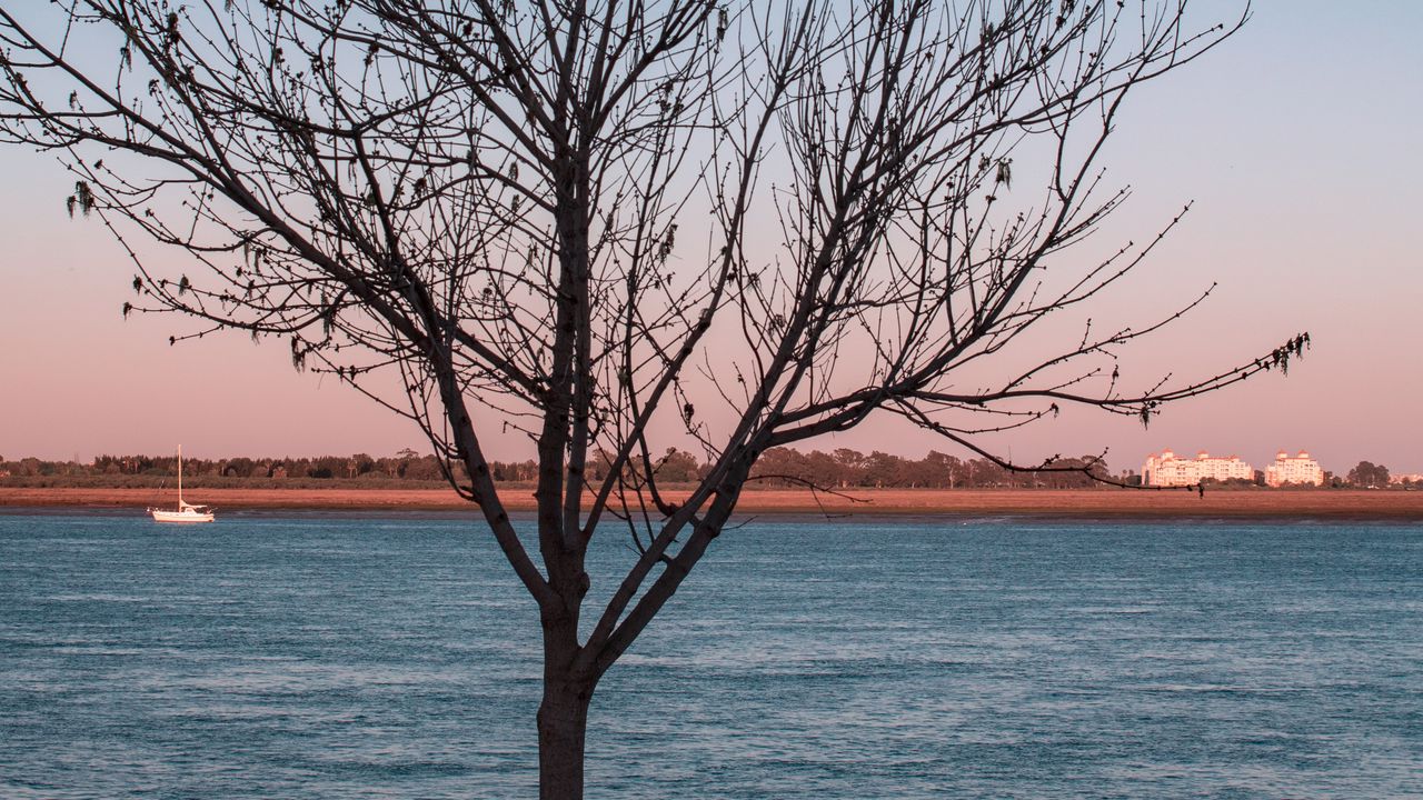 Wallpaper tree, river, moon, coast, landscape