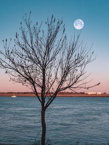 Preview wallpaper tree, river, moon, coast, landscape