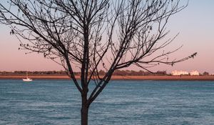 Preview wallpaper tree, river, moon, coast, landscape