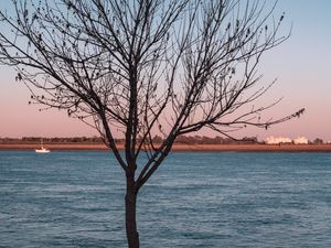 Preview wallpaper tree, river, moon, coast, landscape