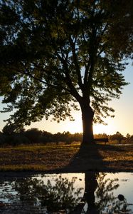 Preview wallpaper tree, river, reflection, bench, nature, landscape