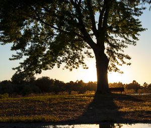 Preview wallpaper tree, river, reflection, bench, nature, landscape