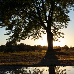 Preview wallpaper tree, river, reflection, bench, nature, landscape