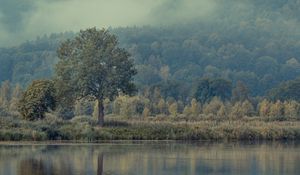 Preview wallpaper tree, river, reflection, nature