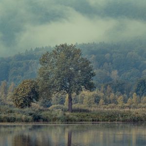 Preview wallpaper tree, river, reflection, nature