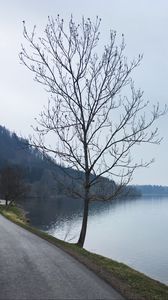 Preview wallpaper tree, river, road, coast, nature