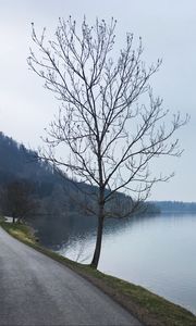 Preview wallpaper tree, river, road, coast, nature