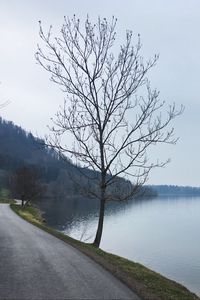 Preview wallpaper tree, river, road, coast, nature