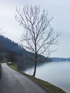 Preview wallpaper tree, river, road, coast, nature