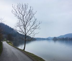 Preview wallpaper tree, river, road, coast, nature