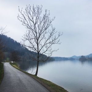 Preview wallpaper tree, river, road, coast, nature