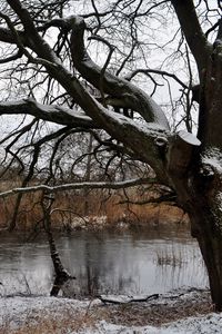 Preview wallpaper tree, river, snow, winter