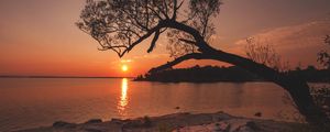 Preview wallpaper tree, river, sunset, shore