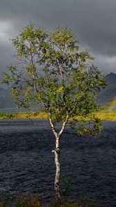 Preview wallpaper tree, river, water, rainbow, nature