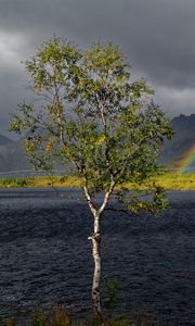 Preview wallpaper tree, river, water, rainbow, nature