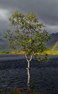 Preview wallpaper tree, river, water, rainbow, nature