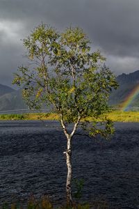 Preview wallpaper tree, river, water, rainbow, nature