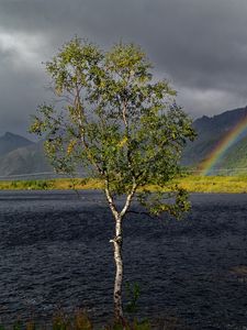 Preview wallpaper tree, river, water, rainbow, nature