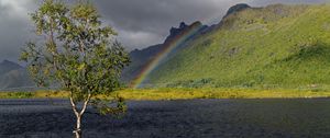 Preview wallpaper tree, river, water, rainbow, nature