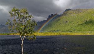 Preview wallpaper tree, river, water, rainbow, nature