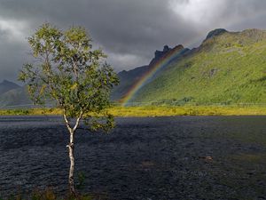 Preview wallpaper tree, river, water, rainbow, nature
