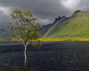 Preview wallpaper tree, river, water, rainbow, nature