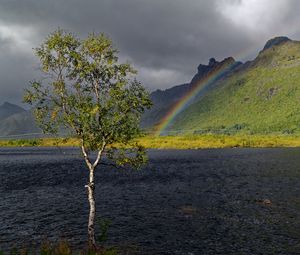 Preview wallpaper tree, river, water, rainbow, nature