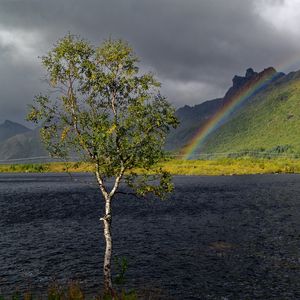 Preview wallpaper tree, river, water, rainbow, nature