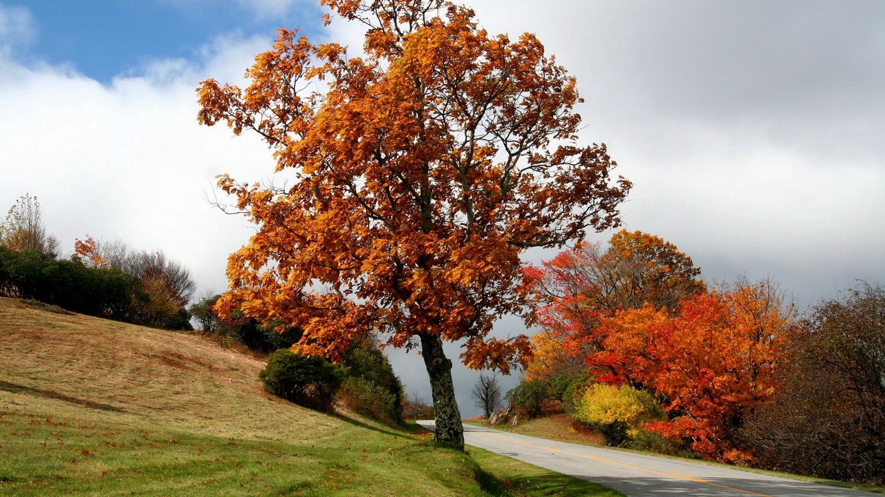 Wallpaper tree, road, bushes, asphalt, turn, autumn, slope, meadow, cloud
