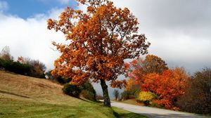 Preview wallpaper tree, road, bushes, asphalt, turn, autumn, slope, meadow, cloud