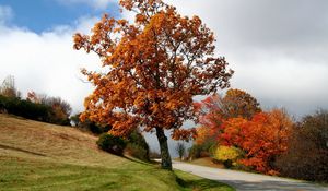 Preview wallpaper tree, road, bushes, asphalt, turn, autumn, slope, meadow, cloud