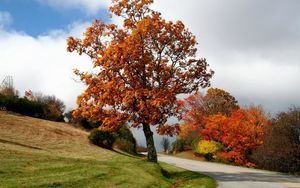 Preview wallpaper tree, road, bushes, asphalt, turn, autumn, slope, meadow, cloud