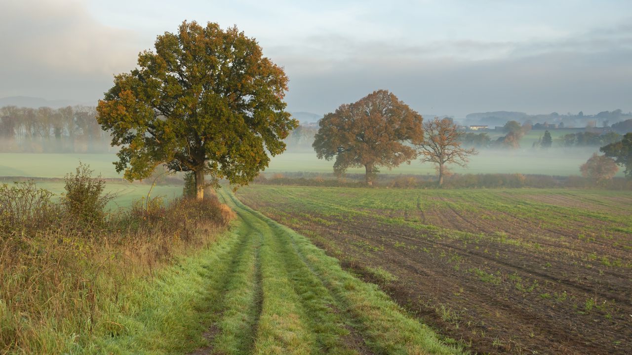 Wallpaper tree, road, field, fog, landscape