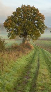Preview wallpaper tree, road, field, fog, landscape