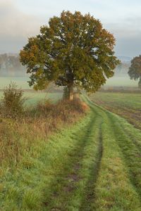Preview wallpaper tree, road, field, fog, landscape