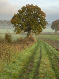 Preview wallpaper tree, road, field, fog, landscape