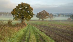 Preview wallpaper tree, road, field, fog, landscape