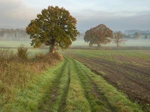 Preview wallpaper tree, road, field, fog, landscape