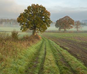 Preview wallpaper tree, road, field, fog, landscape