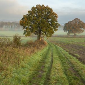 Preview wallpaper tree, road, field, fog, landscape