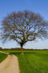 Preview wallpaper tree, road, field, bench, spring