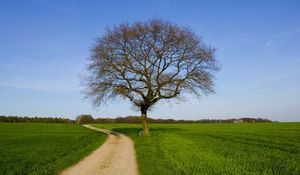 Preview wallpaper tree, road, field, bench, spring