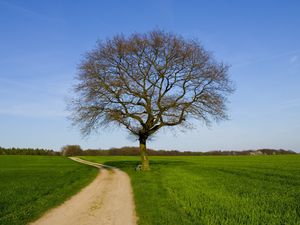 Preview wallpaper tree, road, field, bench, spring