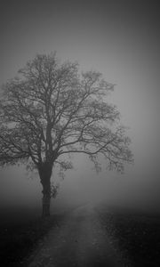 Preview wallpaper tree, road, fog, dark