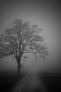 Preview wallpaper tree, road, fog, dark