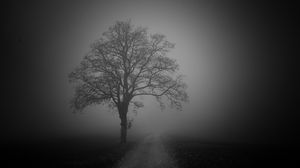 Preview wallpaper tree, road, fog, dark