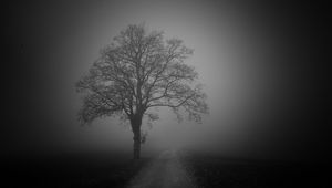 Preview wallpaper tree, road, fog, dark